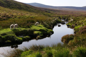 Carnets et photos de voyage Europe - Irlande du Sud : paysages des Monts Wicklow