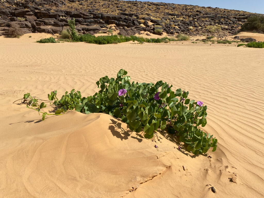 Carnets et photos de voyage mauritanie - fleurs du désert