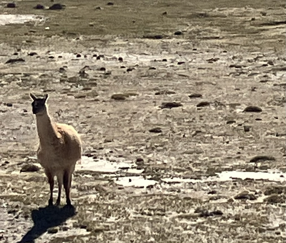 Carnets et photos de voyage Bolivie - etape Sucre - Uyuni