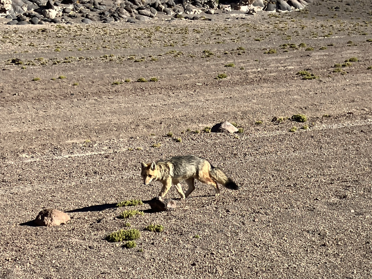 Carnets et photos de voyage Bolivie - etape Merveilles du Sud Lipez : Renard affamé sur la route