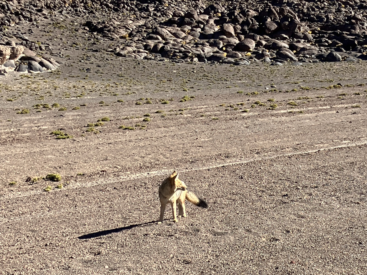 Carnets et photos de voyage Bolivie - etape Merveilles du Sud Lipez : Renard affamé sur la route