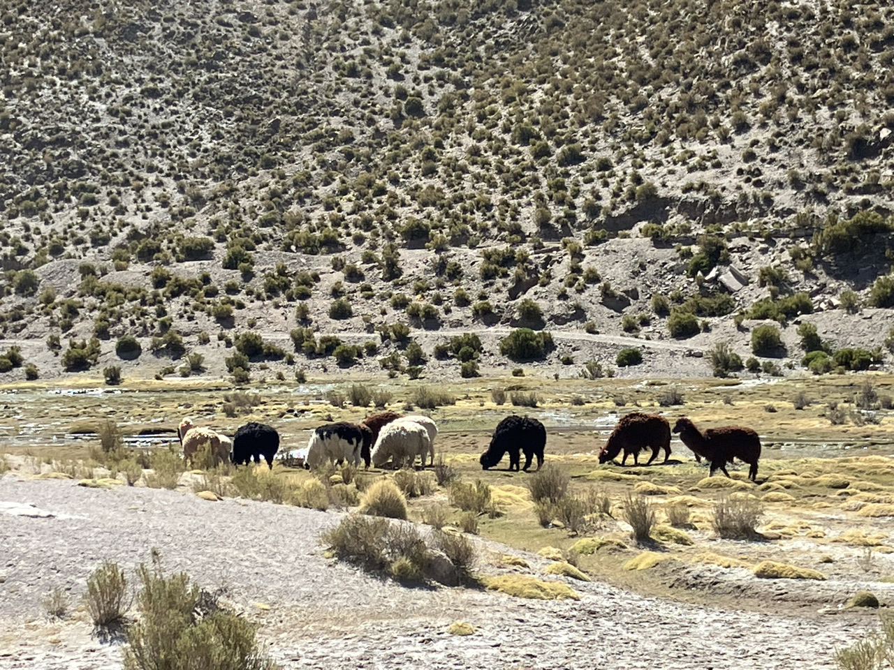 Carnets et photos de voyage Bolivie - Etape merveilles du Sud Lipez : Salar Capina et Villa Mar