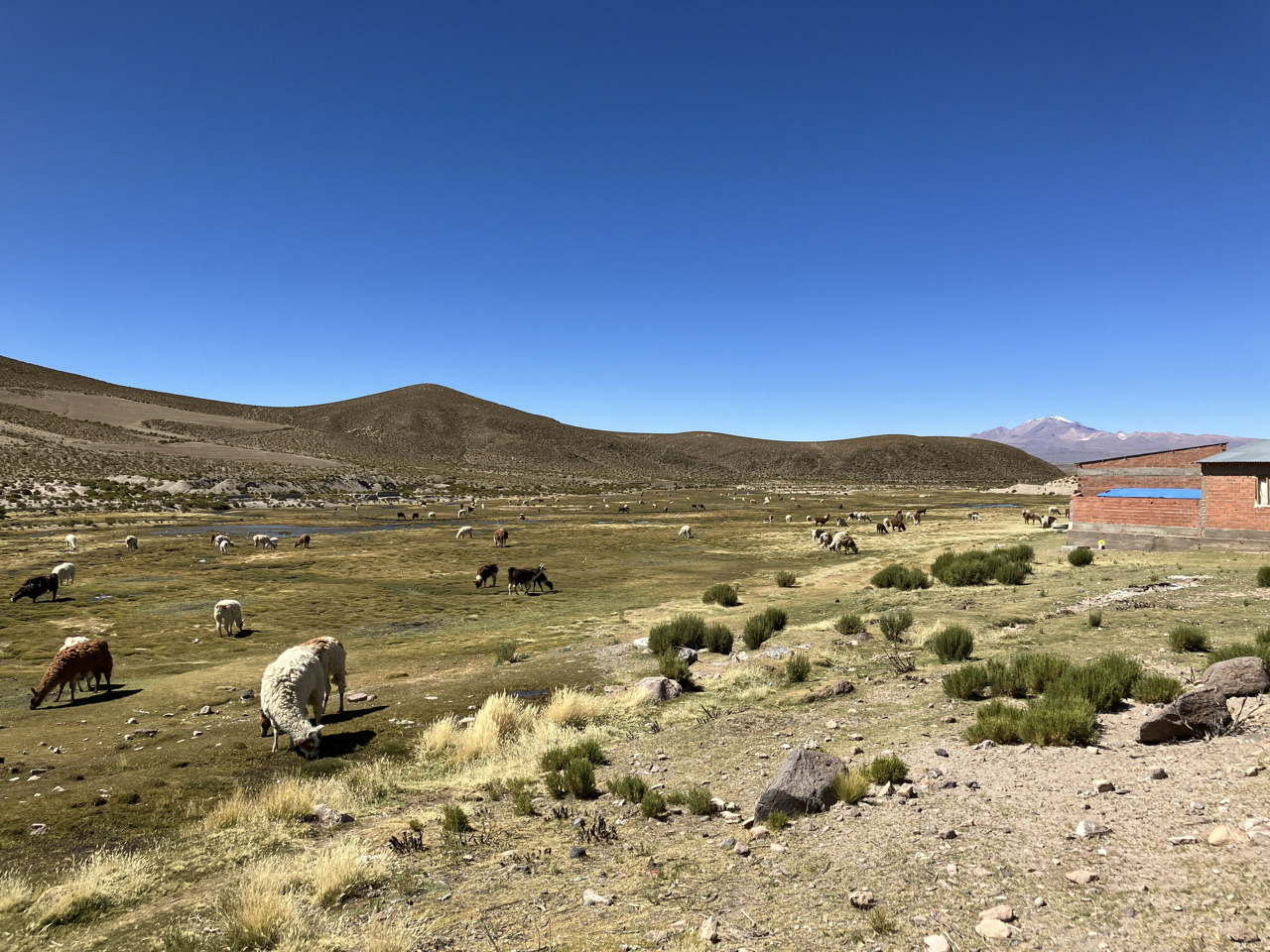 Carnets et photos de voyage Bolivie - Etape merveilles du Sud Lipez : Salar Capina et Villa Mar