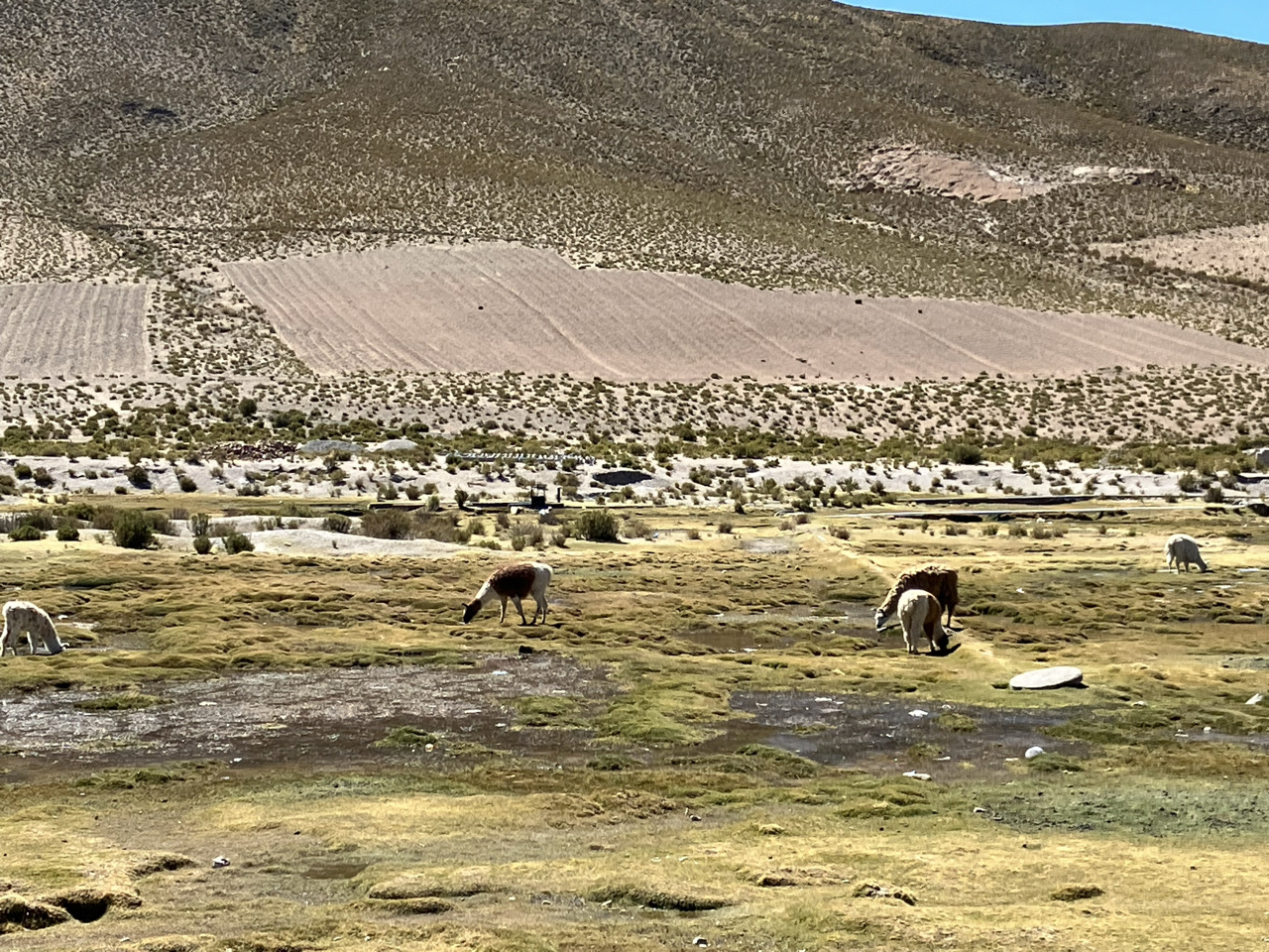 Carnets et photos de voyage Bolivie - Etape merveilles du Sud Lipez : Salar Capina et Villa Mar