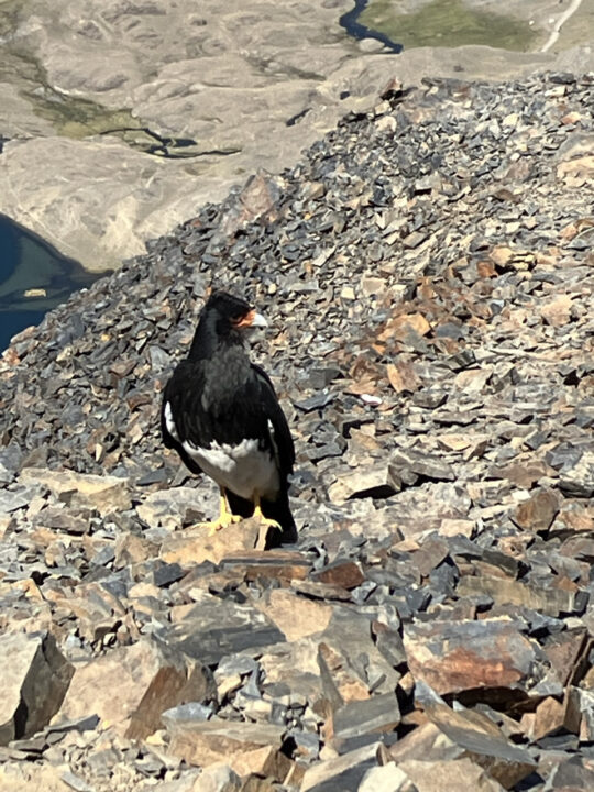 Carnets et photos de voyage Bolivie - Etape 15 ascension pico Austria