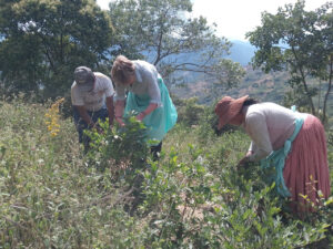 Carnets et photos de voyage Bolivie - etape 18 : les cultivateurs de Coca