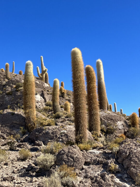 Carnets et photos de voyage Bolivie - etape traversée du Salar d'Uyuni