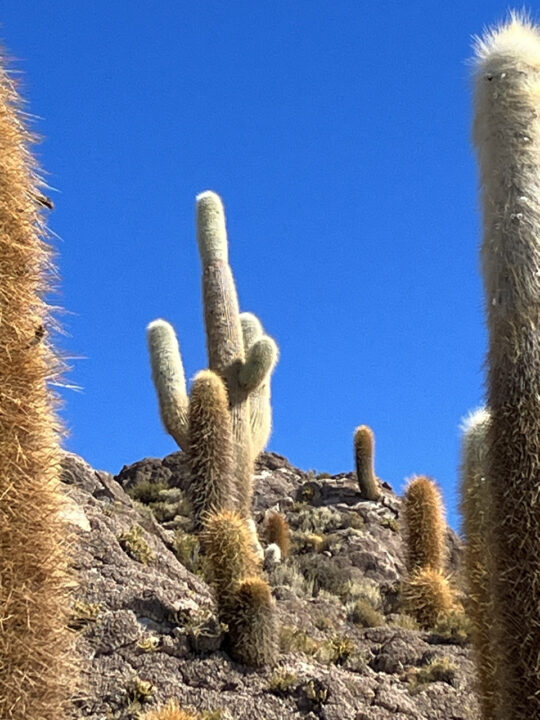 Carnets et photos de voyage Bolivie - etape traversée du Salar d'Uyuni