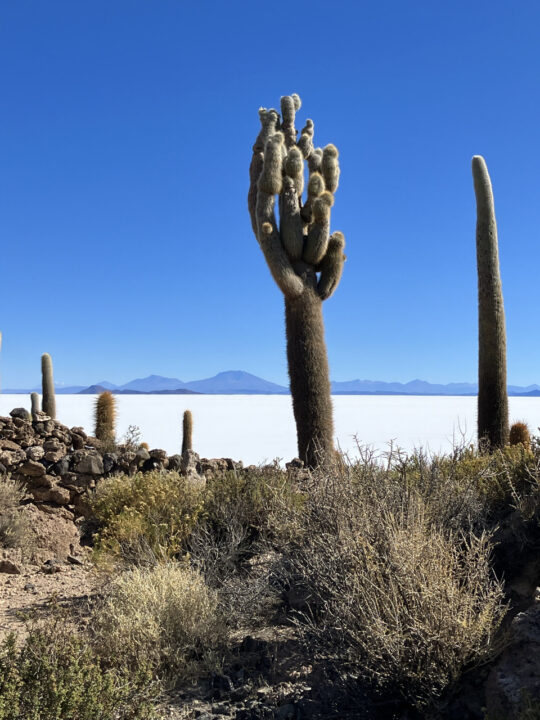 Carnets et photos de voyage Bolivie - etape traversée du Salar d'Uyuni