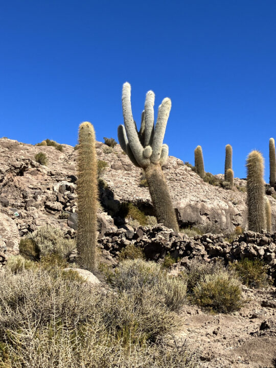 Carnets et photos de voyage Bolivie - etape traversée du Salar d'Uyuni