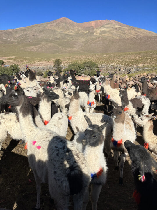 Carnets et photos de voyage Bolivie - Immersion communauté Quechua à Santiago K