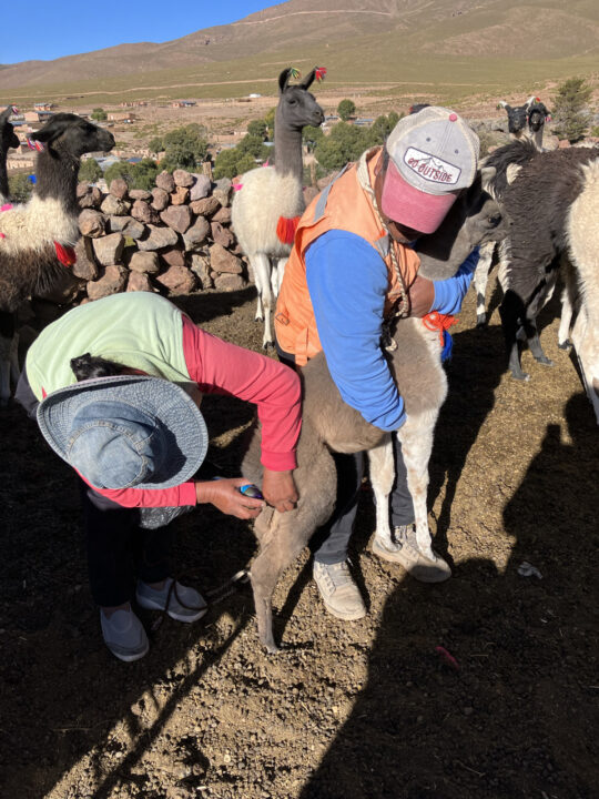 Carnets et photos de voyage Bolivie - Immersion communauté Quechua à Santiago K