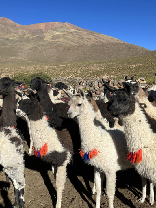 Carnets et photos de voyage Bolivie - Immersion communauté Quechua à Santiago K