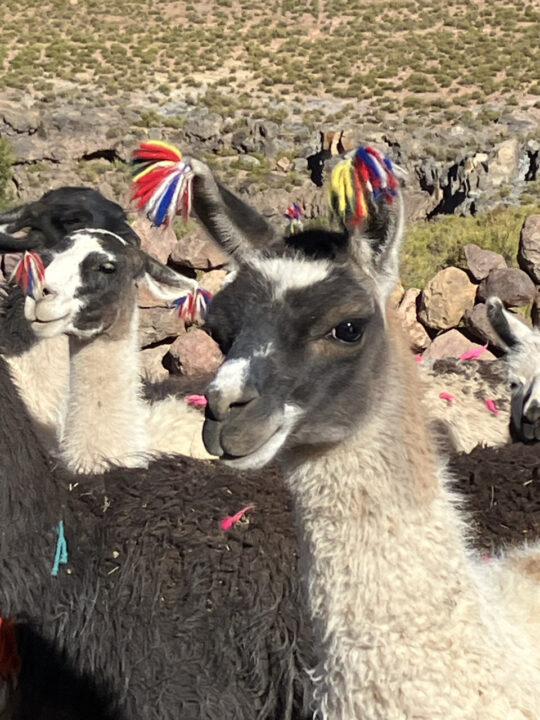 Carnets et photos de voyage Bolivie - Immersion communauté Quechua à Santiago K