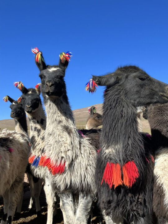 Carnets et photos de voyage Bolivie - Immersion communauté Quechua à Santiago K