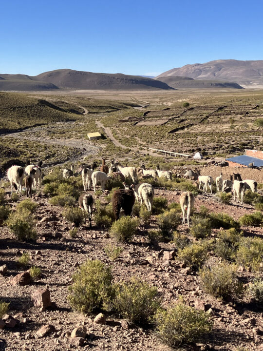 Carnets et photos de voyage Bolivie - Immersion communauté Quechua à Santiago K