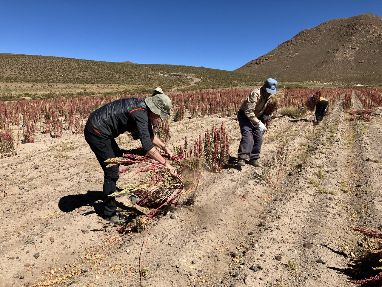 Carnets et photos de voyage Bolivie - Immersion communauté Quechua à Santiago K