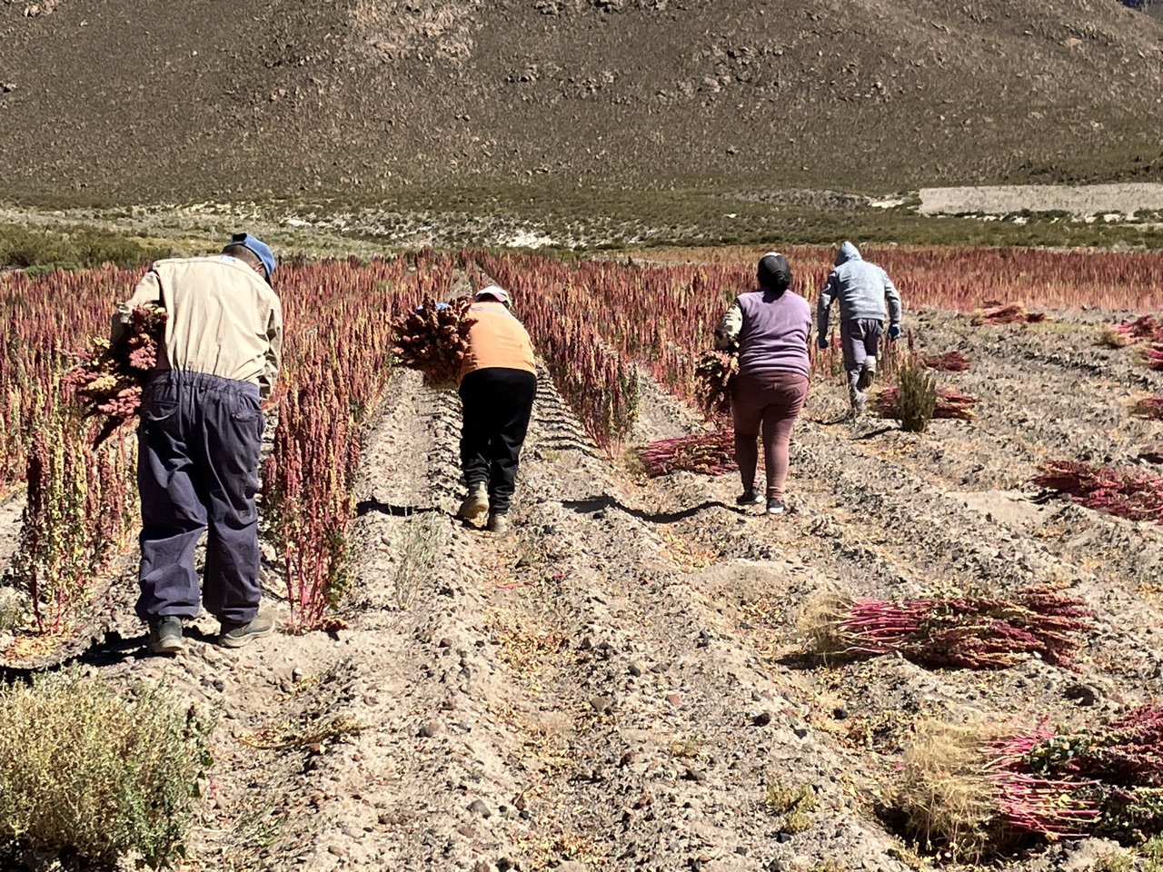 Carnets et photos de voyage Bolivie - Immersion communauté Quechua à Santiago K