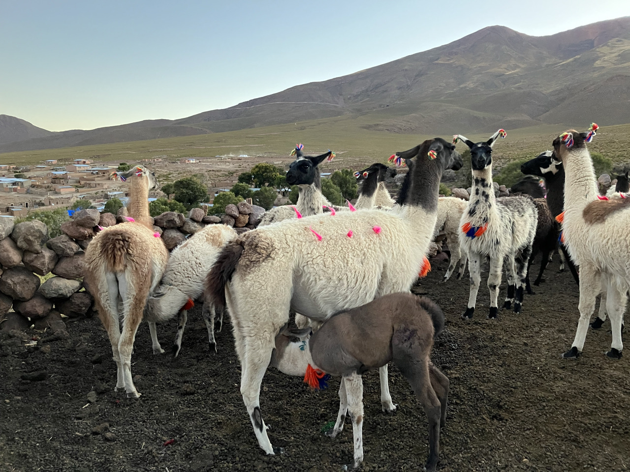 Carnets et photos de voyage Bolivie - Immersion communauté Quechua à Santiago K