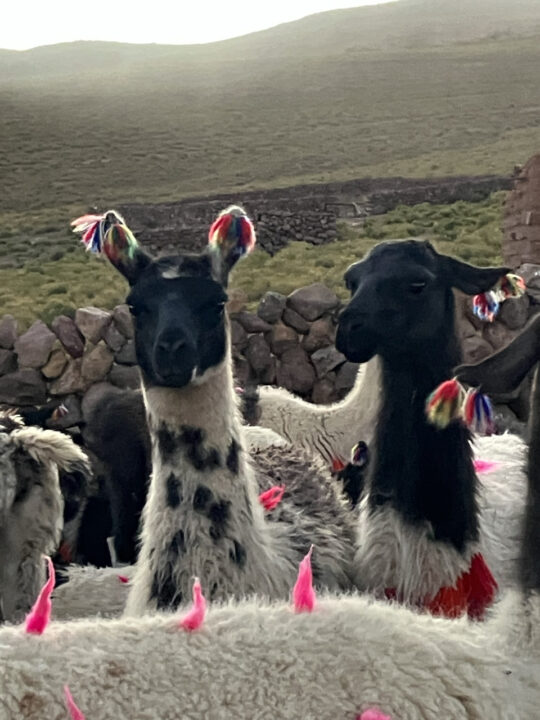 Carnets et photos de voyage Bolivie - Immersion communauté Quechua à Santiago K