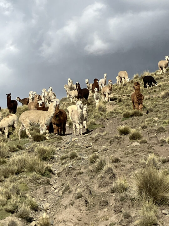 Carnets et photos de voyage - étape 14 la route des incas en direction d la maison Andres : vers la piste qui mène à Tuni