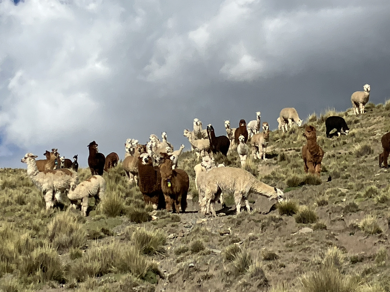 Carnets et photos de voyage - étape 14 la route des incas en direction d la maison Andres : vers la piste qui mène à Tuni