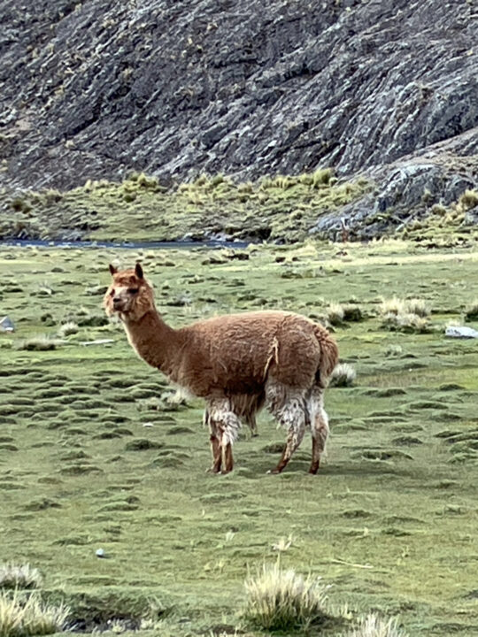 Carnets et photos de voyage Bolivie - Etape 15 ascension pico Austria