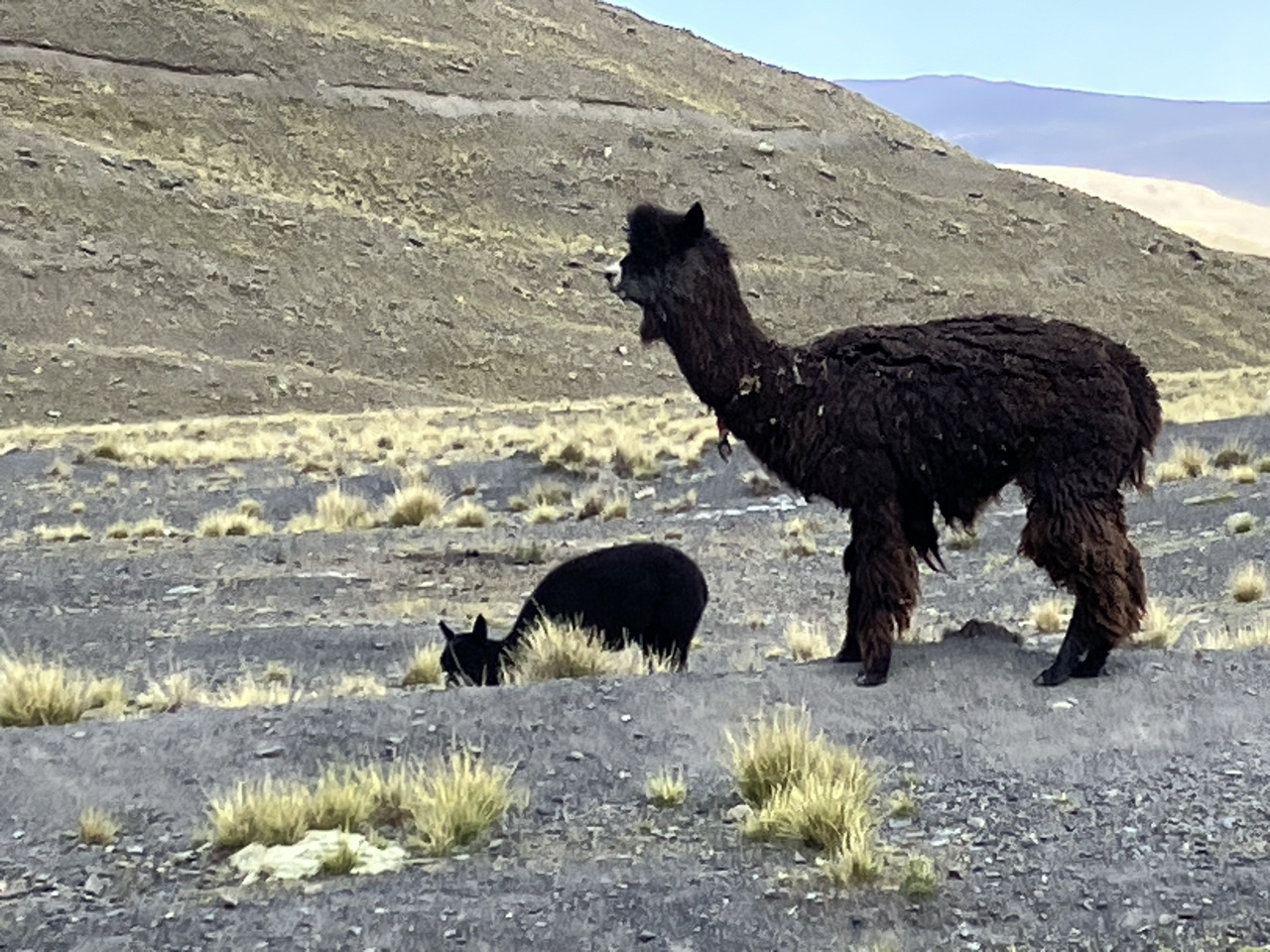 Carnets et photos de voyage Bolivie - Etape 15 ascension pico Austria