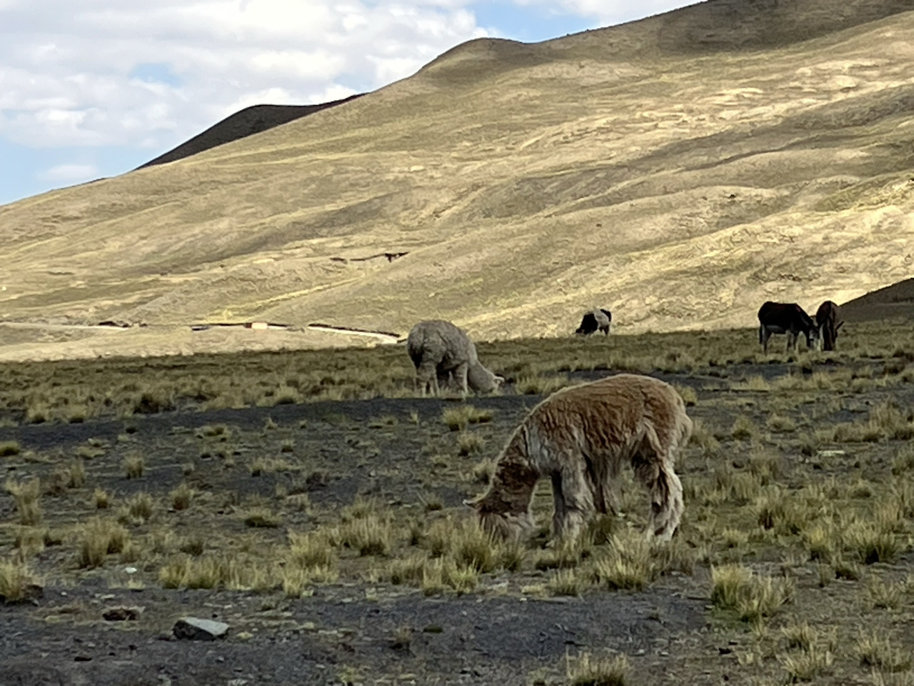 Carnets et photos de voyage Bolivie - Etape 15 ascension pico Austria