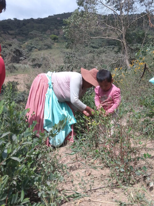 Carnets et photos de voyage Bolivie - Etape 18 : avec les cultivateurs de la coca