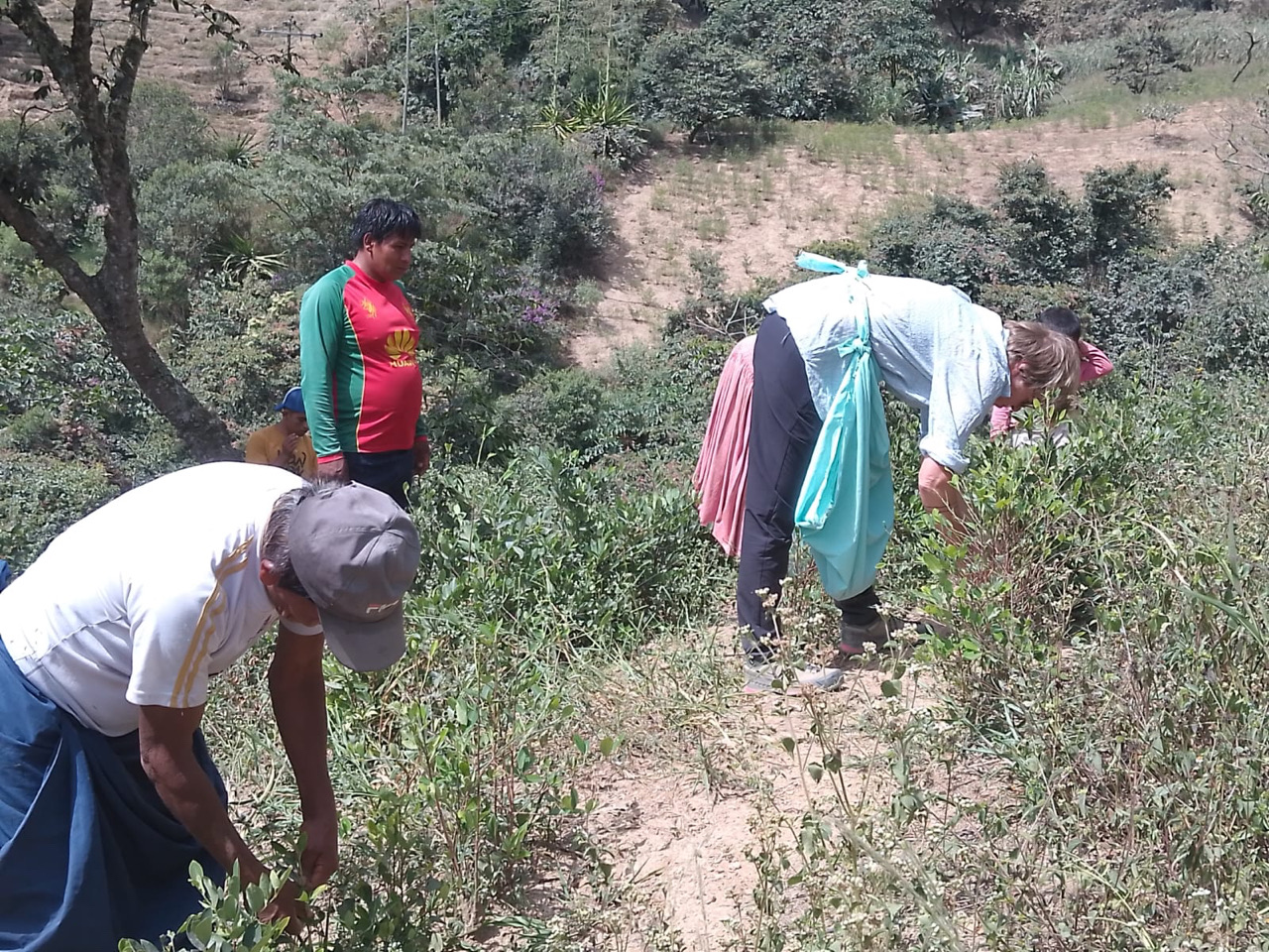 Carnets et photos de voyage Bolivie - Etape 18 : avec les cultivateurs de la coca