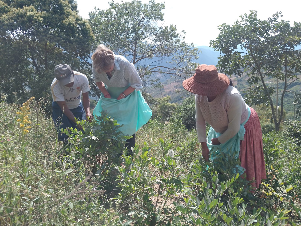 Carnets et photos de voyage Bolivie - Etape 18 : avec les cultivateurs de la coca