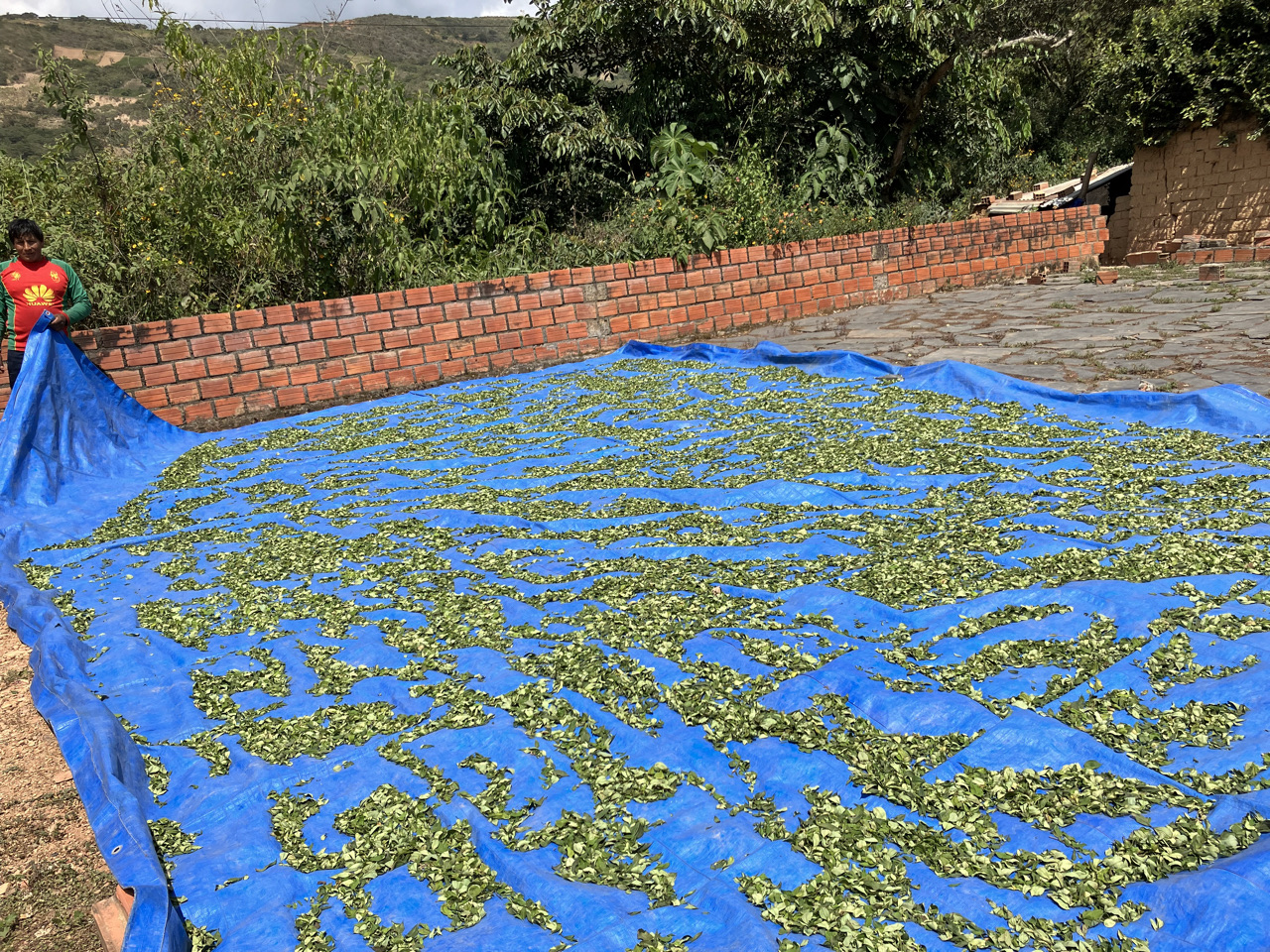 Carnets et photos de voyage Bolivie - Etape 18 : avec les cultivateurs de la coca