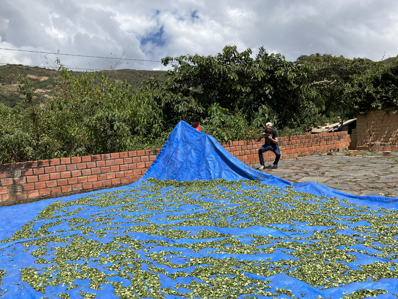 Carnets et photos de voyage Bolivie - Etape 18 : avec les cultivateurs de la coca