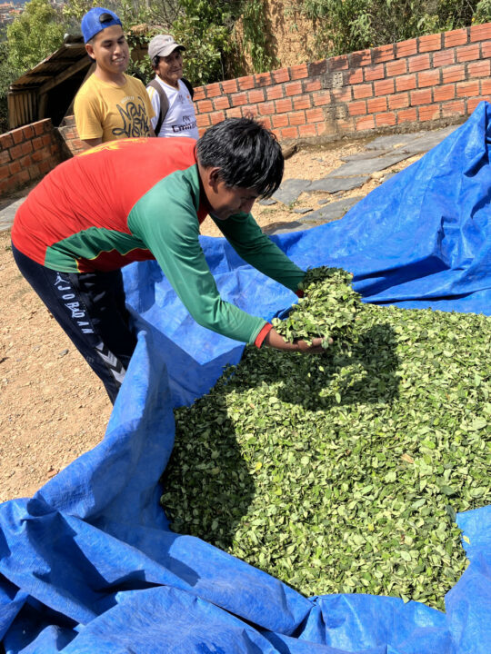 Carnets et photos de voyage Bolivie - Etape 18 : avec les cultivateurs de la coca