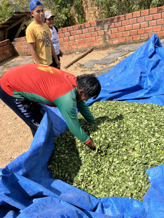 Carnets et photos de voyage Bolivie - Etape 18 : avec les cultivateurs de la coca