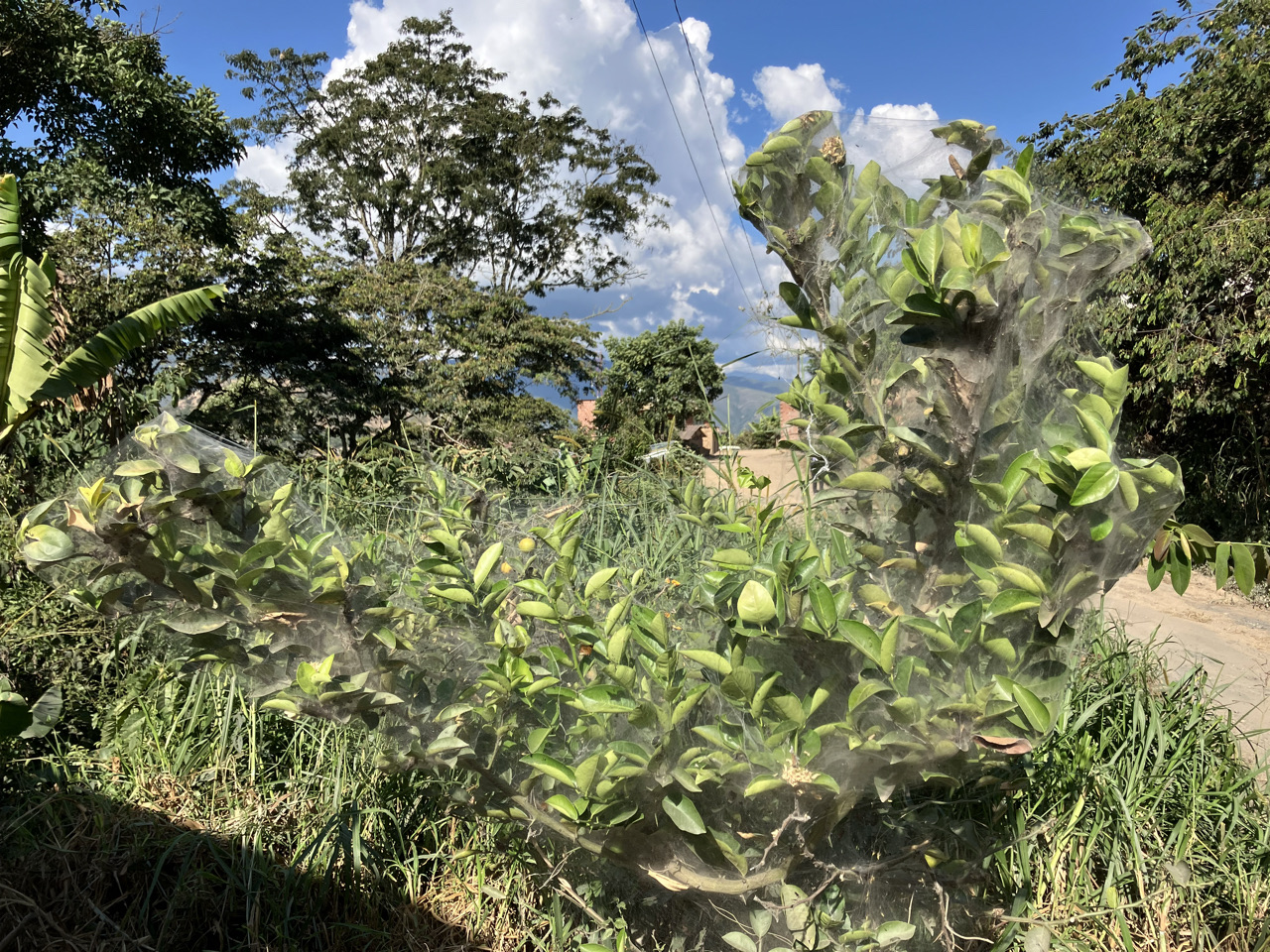 Carnets et photos de voyage Bolivie - Etape 18 : avec les cultivateurs de la coca