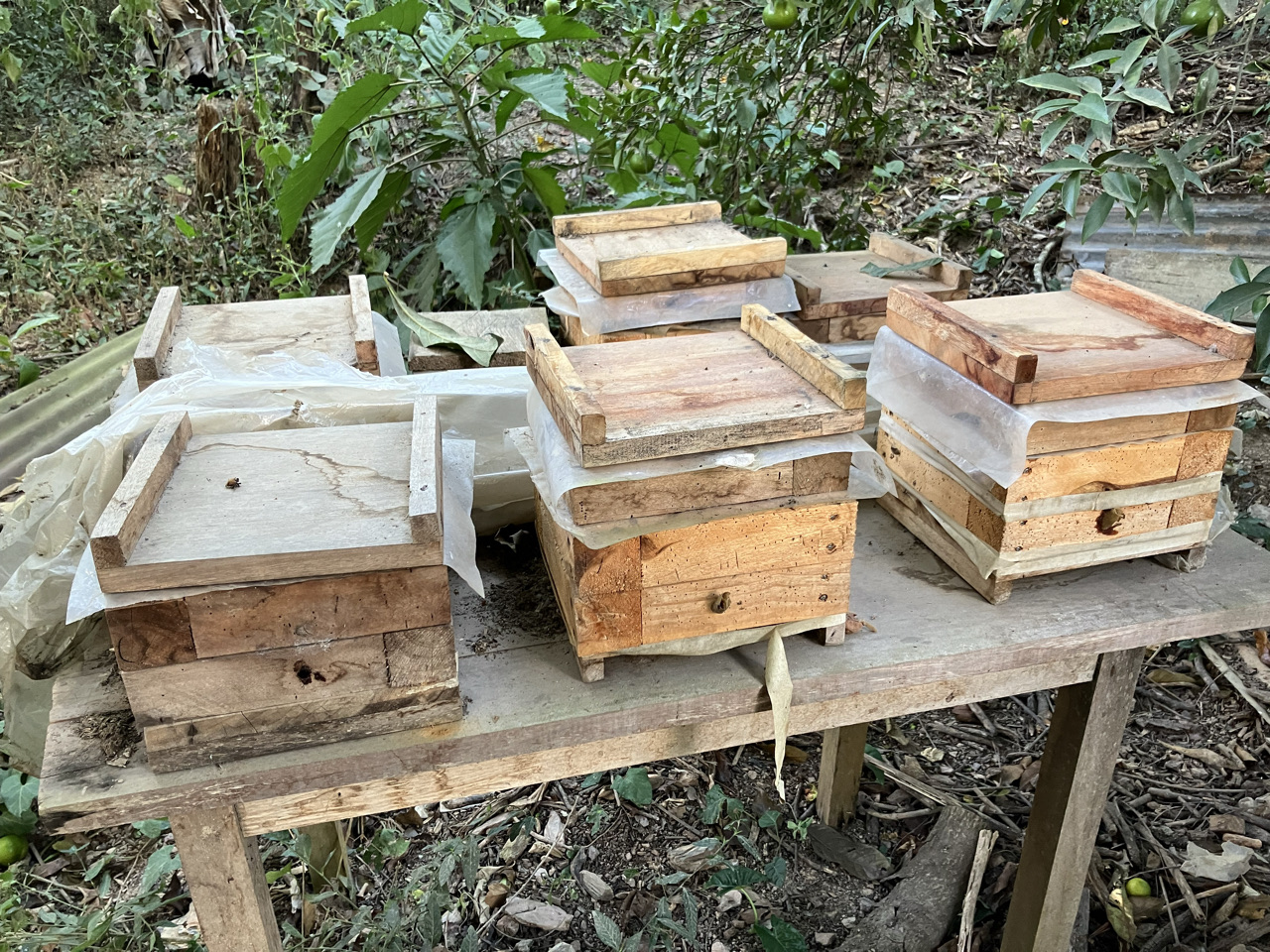 Carnets et photos de voyage Bolivie - Etape 18 : avec les apiculteurs de miel sauvage