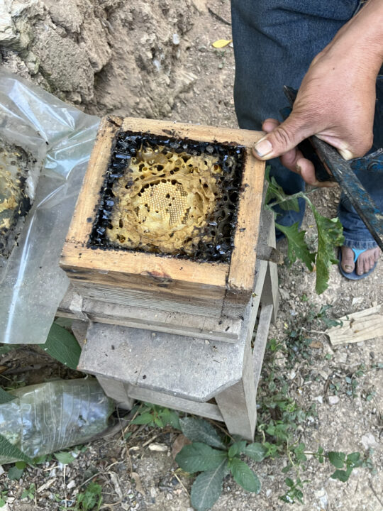 Carnets et photos de voyage Bolivie - Etape 18 : avec les apiculteurs de miel sauvage