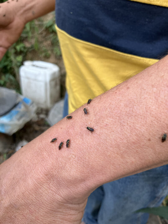 Carnets et photos de voyage Bolivie - Etape 18 : avec les apiculteurs de miel sauvage