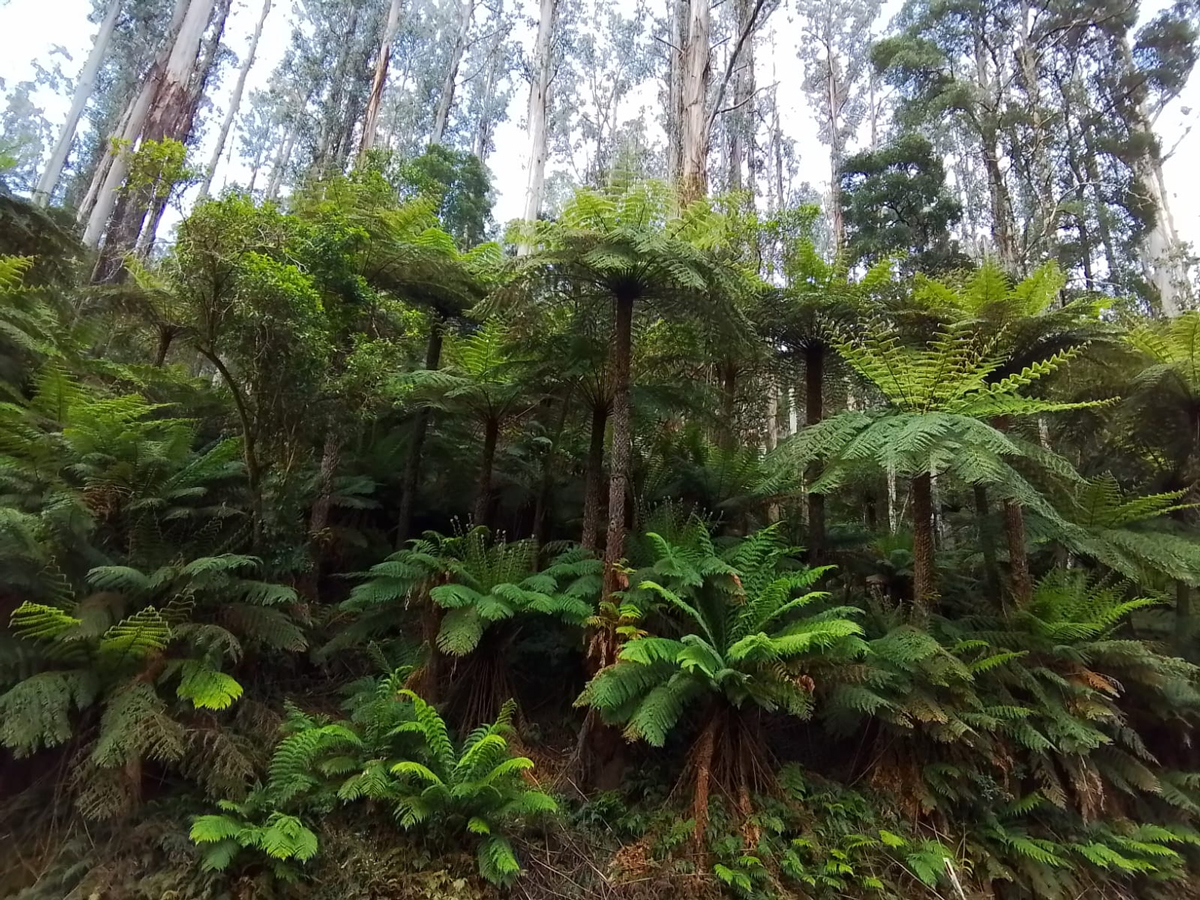 Carnets et photos de voyage Australie - Melbourne : traversée des Black Spurs