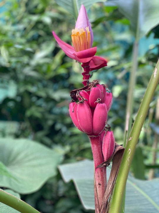 Carnets et photos de voyage Costa Rica - La faune et la flore