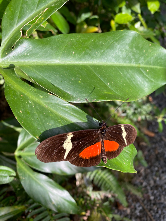 Carnets et photos de voyage Costa Rica - La faune et la flore