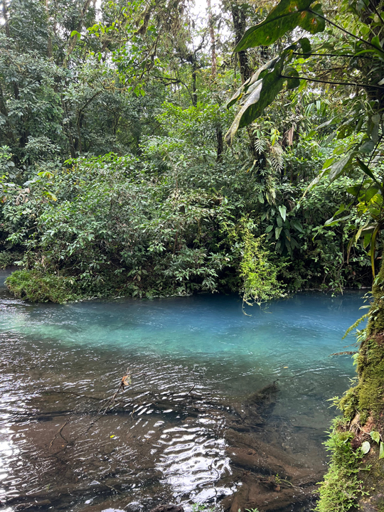 Carnets et photos de voyage Costa Rica - La faune et la flore
