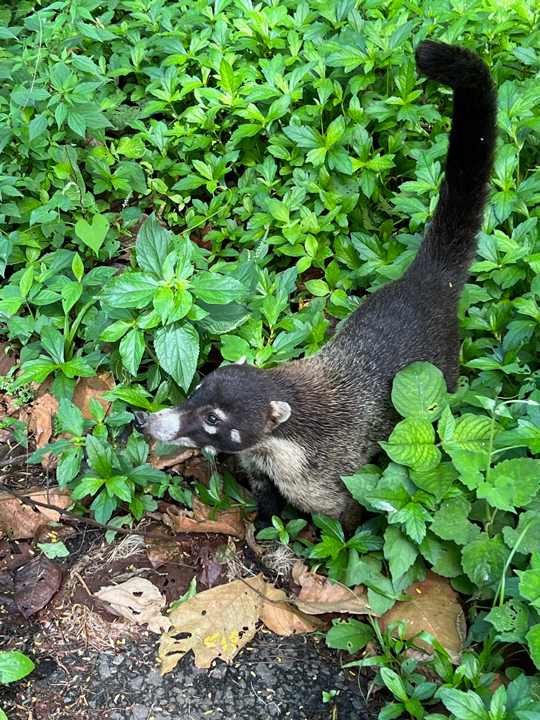 Carnets et photos de voyage Costa Rica - La faune et la flore