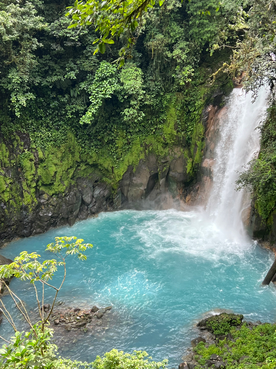 Carnets et photos de voyage Costa Rica - La faune et la flore