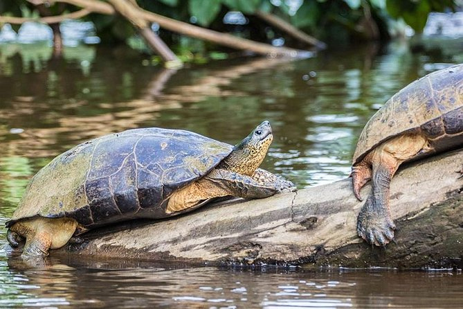 carnets et photos de voyage Costa Rica - Parc National de Tortugueroc