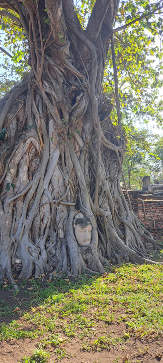 carnets et photos de voyage Thaïlande - Ayuttaya : tête de buddha