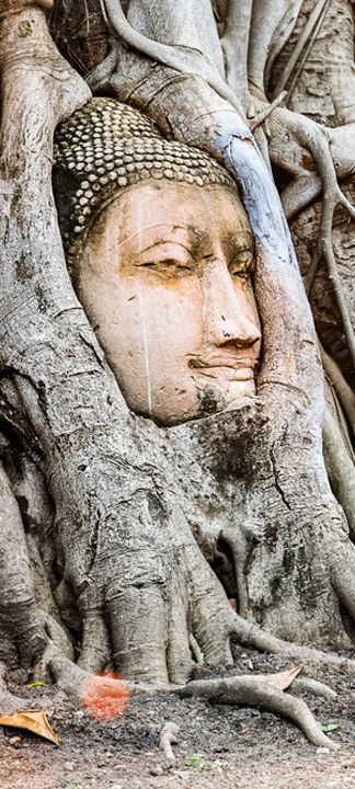 carnets et photos de voyage Thaïlande - Ayuttaya : tête de buddha