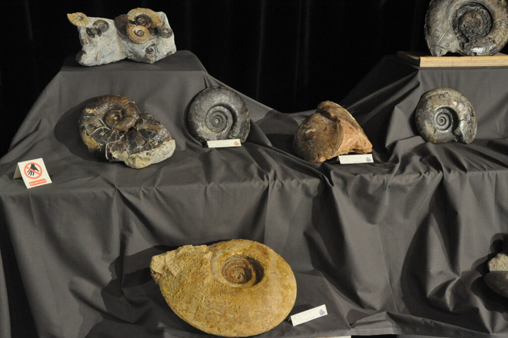 carnets et photos de voyage - escapade saint laurent de chamousset - exposition l'arbresle ; fossiles des environs de chessy et des pierres dotées en exposition à l'Arbresle